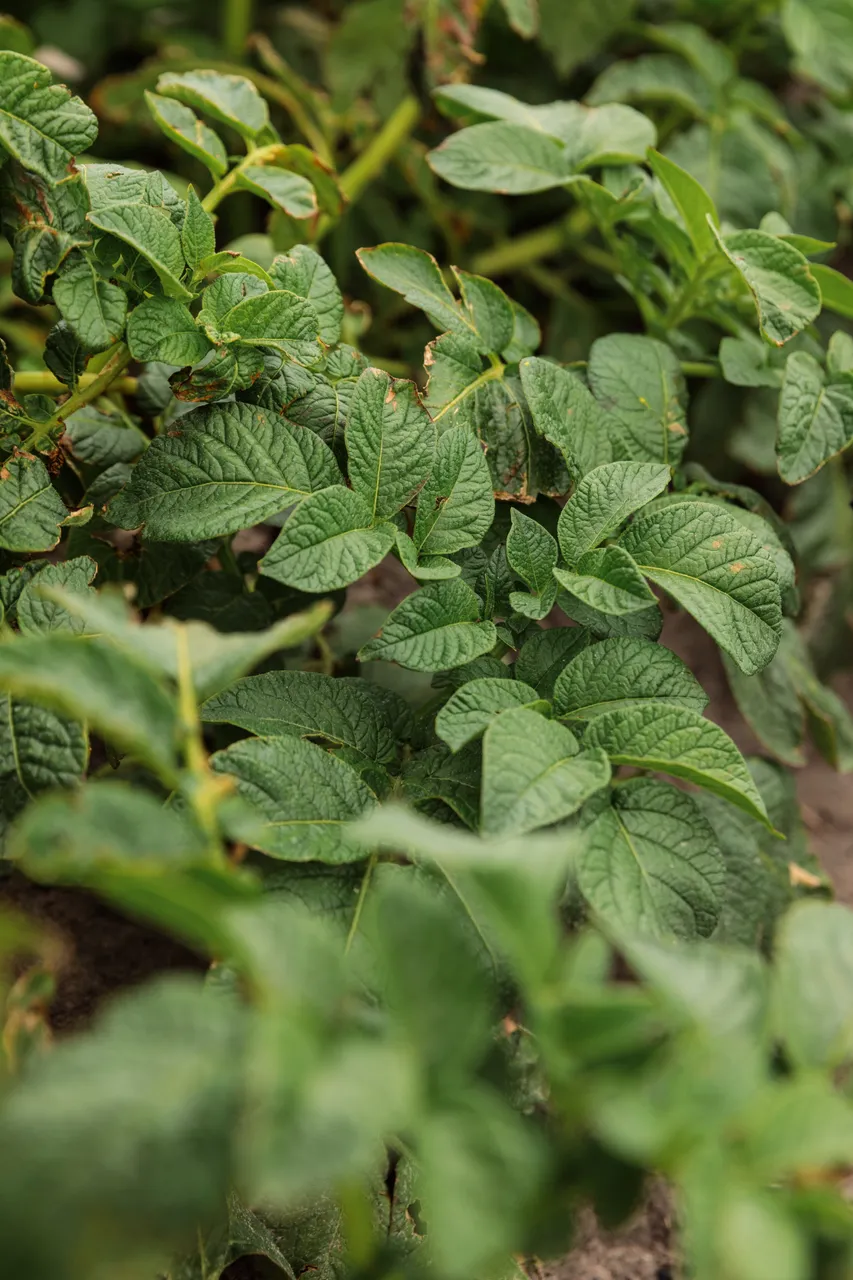 Potato Plant