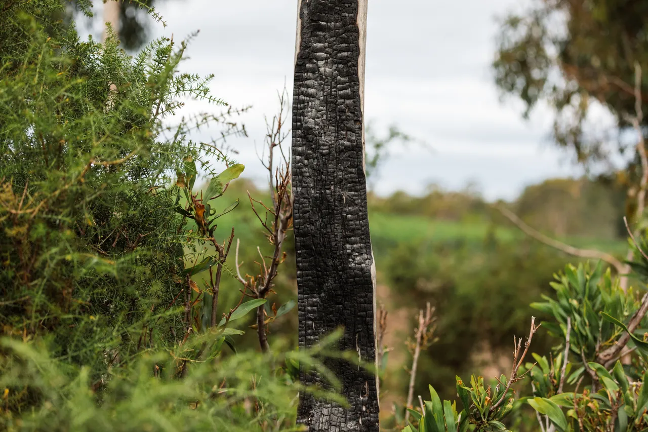 Scorched Bark