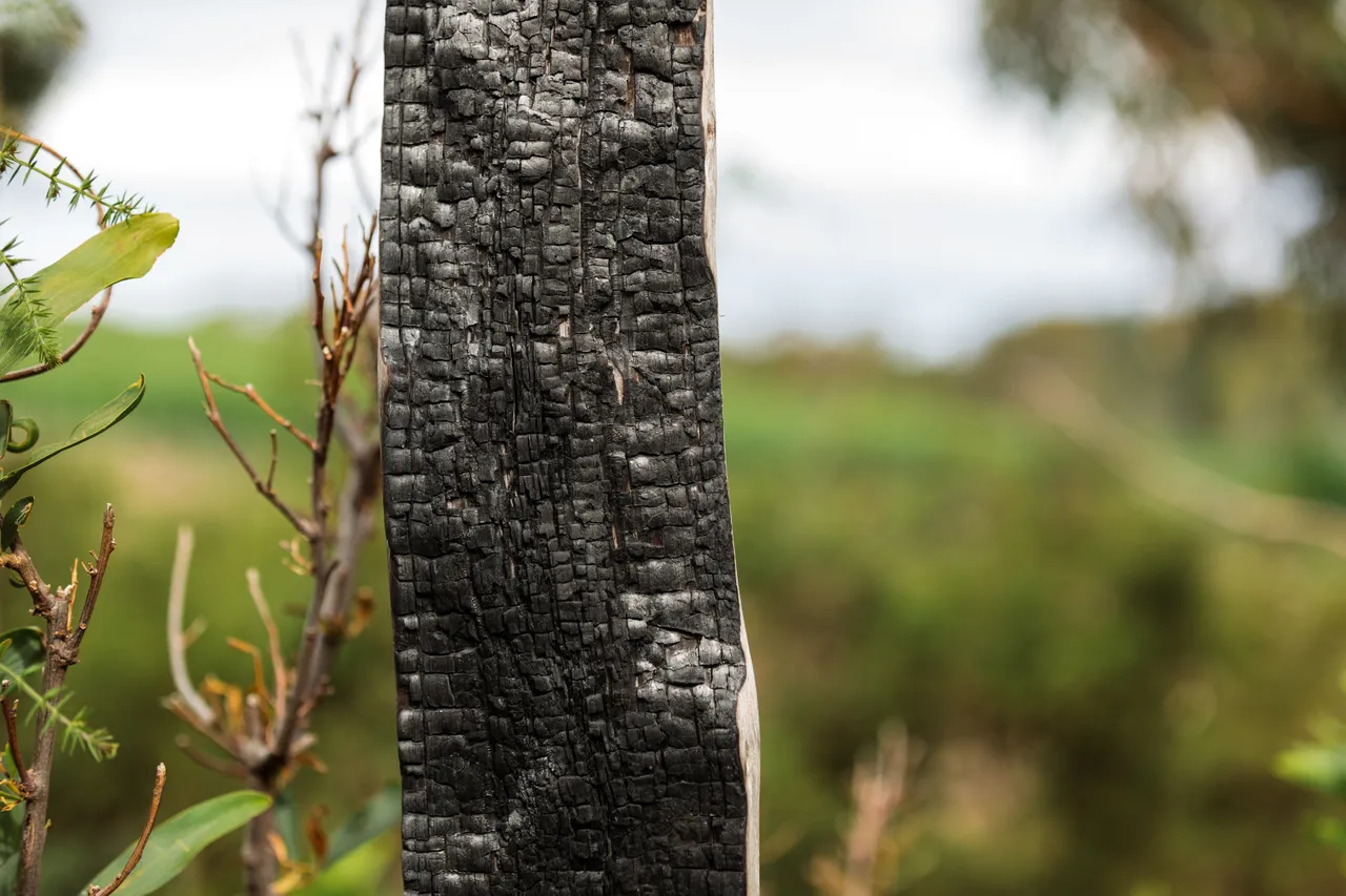 Scorched Bark