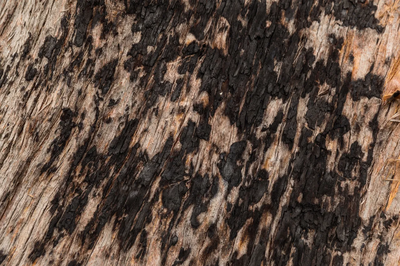 Scorched Bark