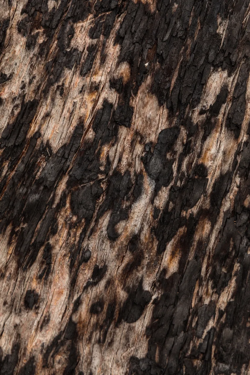 Scorched Bark