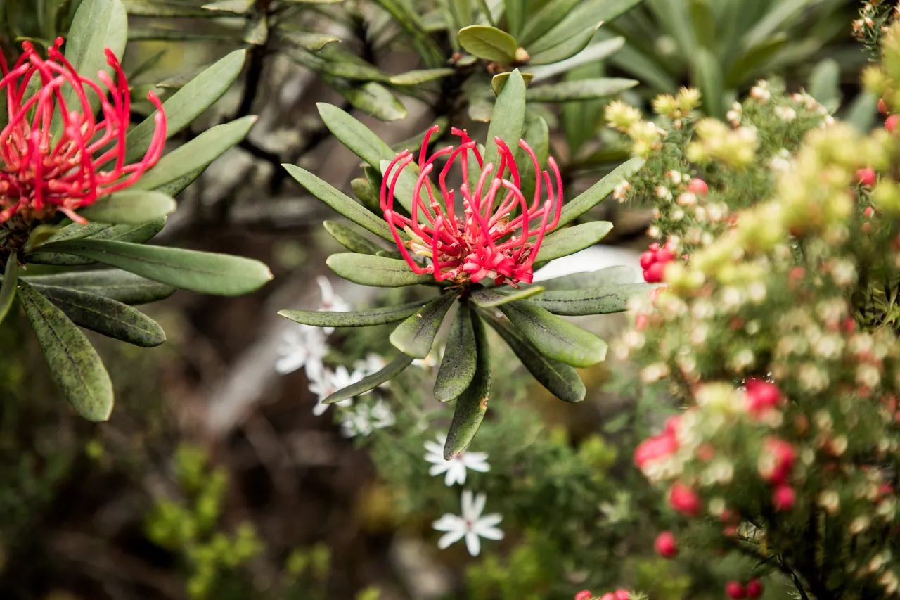 kunanyi Waratah