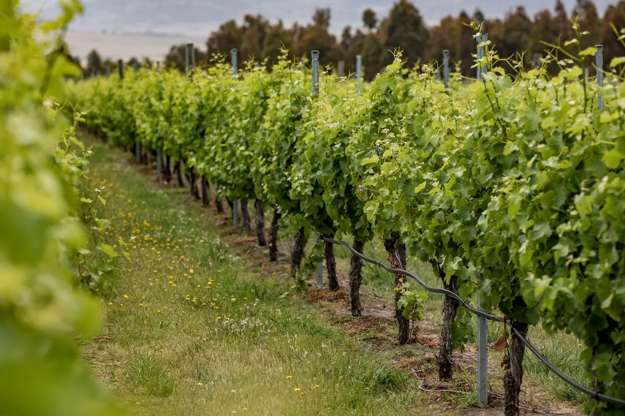 Frogmore Creek Winery