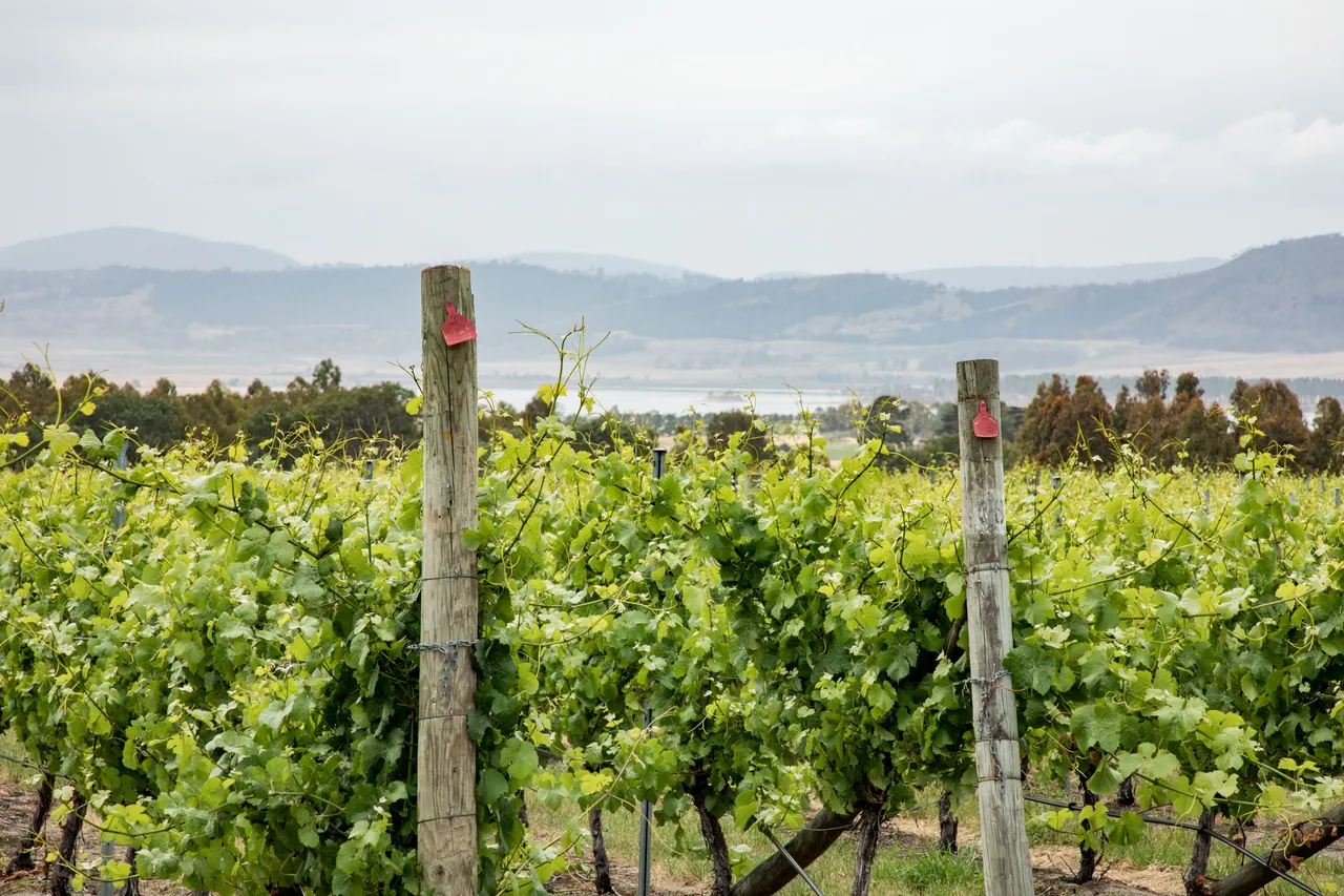 Frogmore Creek Winery