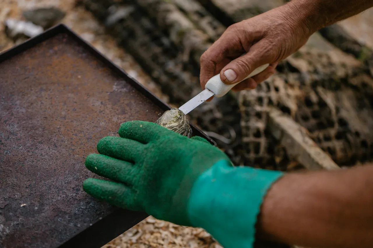 Oyster Shucking