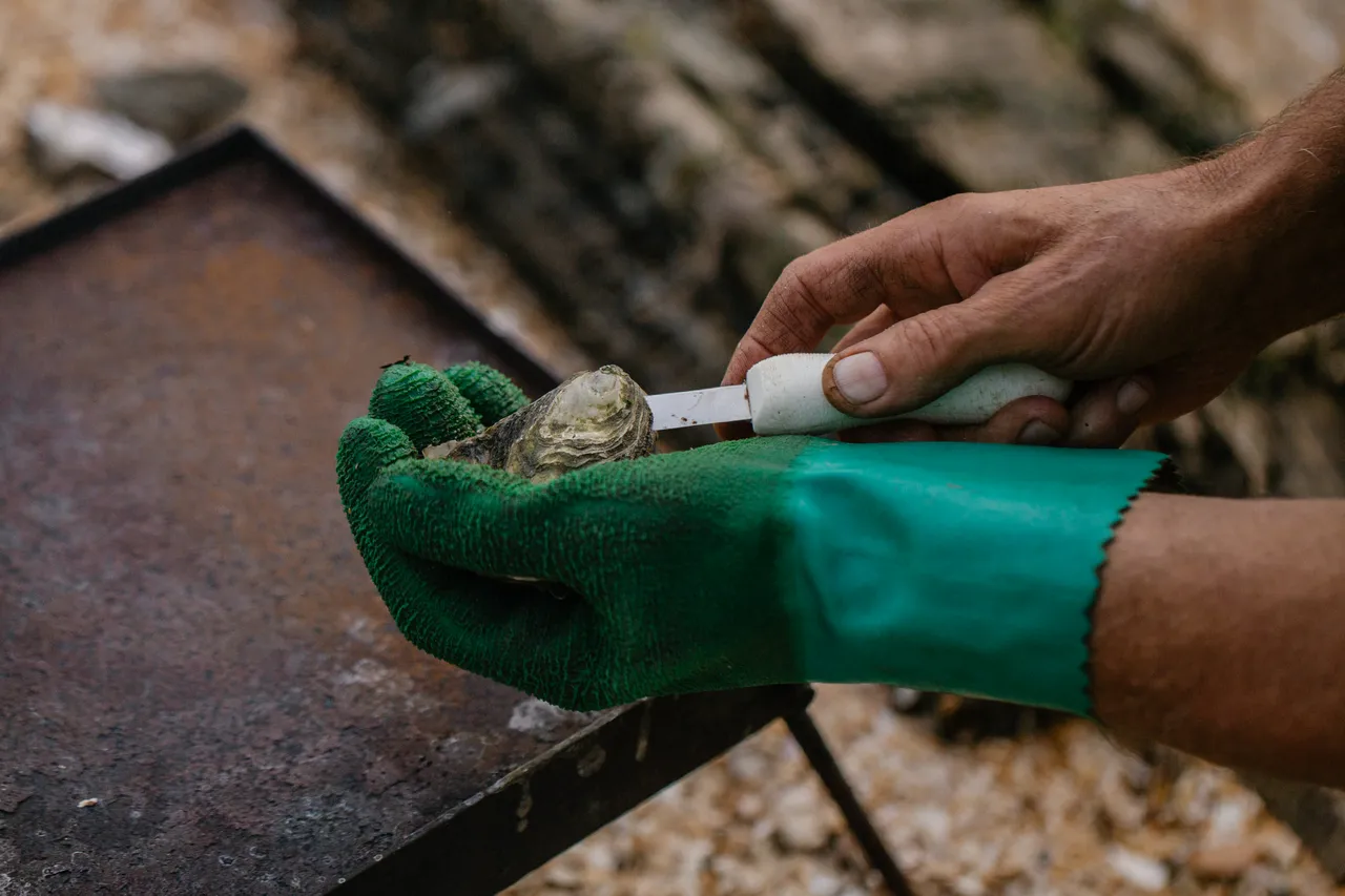 Oyster Shucking
