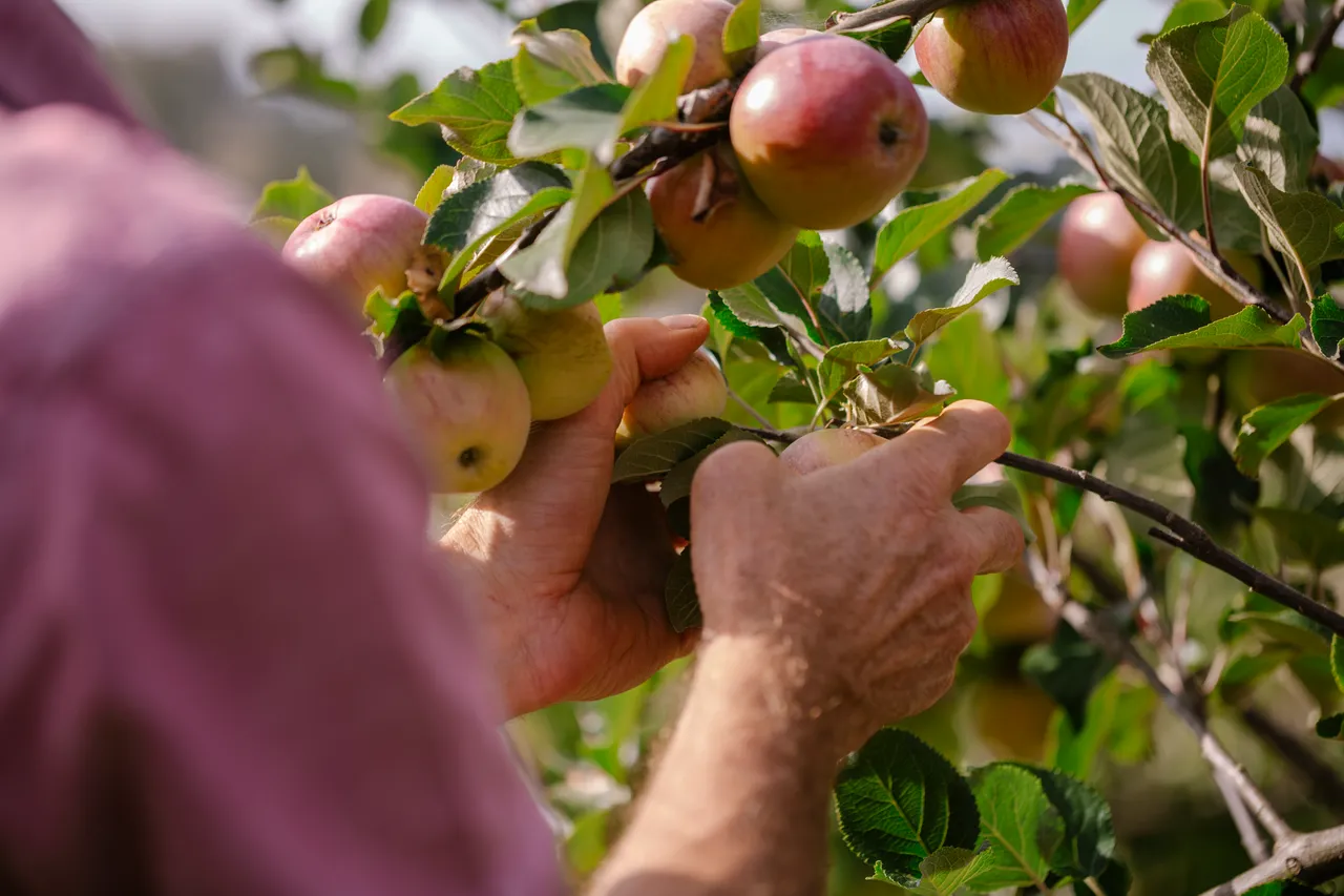 Cider Apple Picking