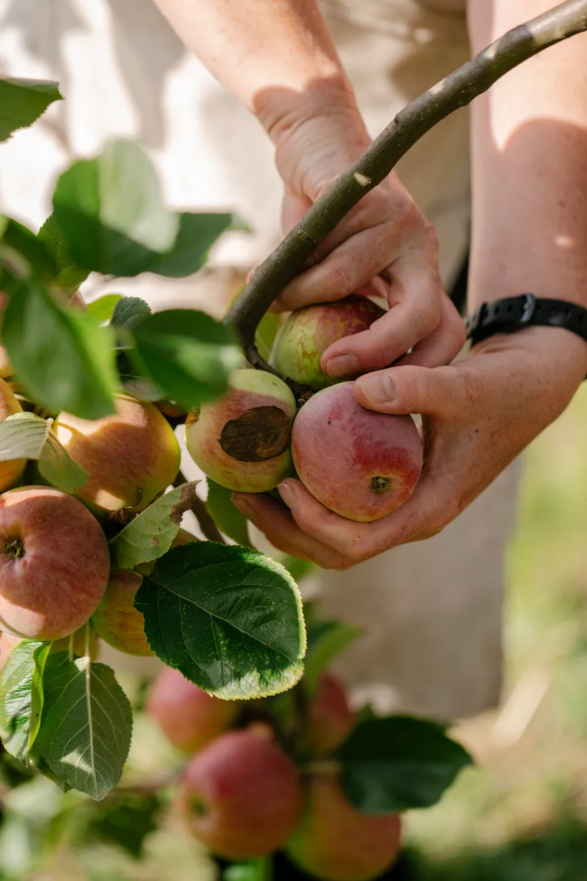 Cider Apple Picking