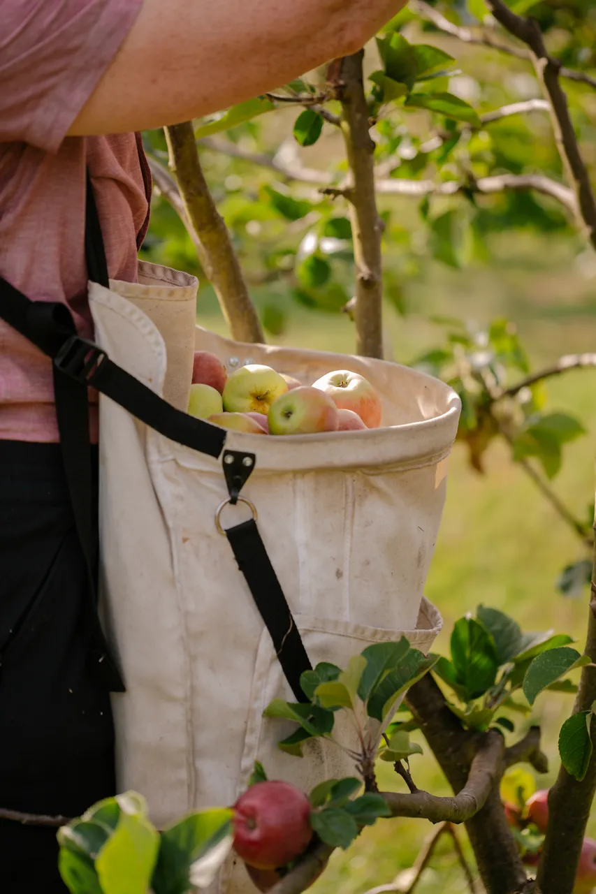 Cider Apple Picking