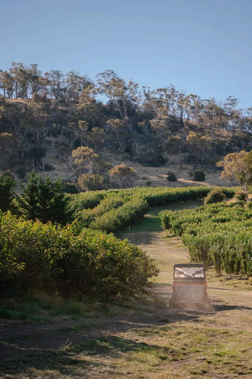 Cherry Farm