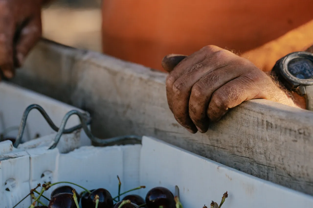 Cherry Farmer