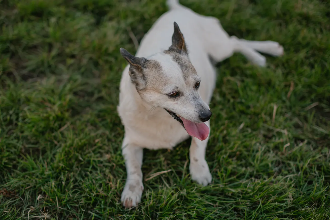 Farm Dog
