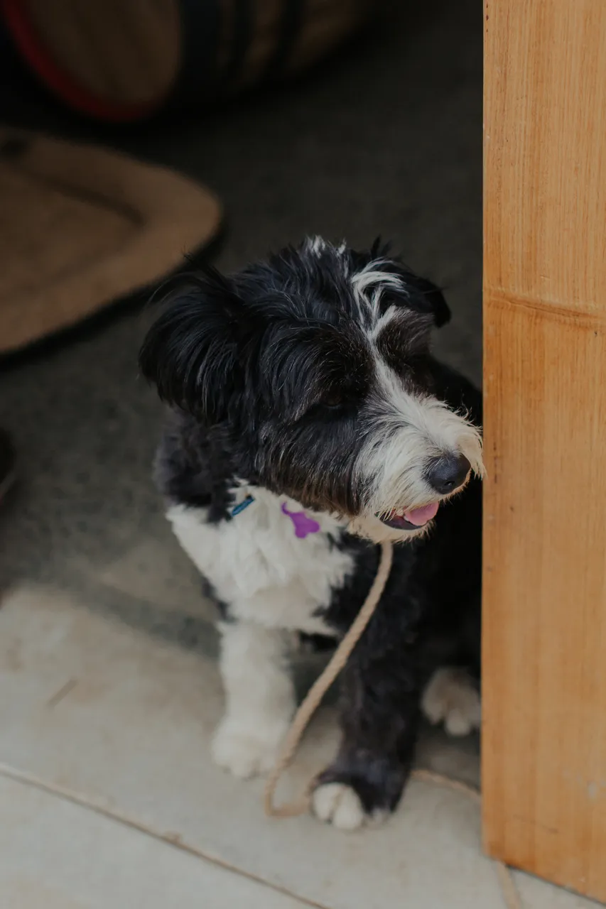 Distillery Dog