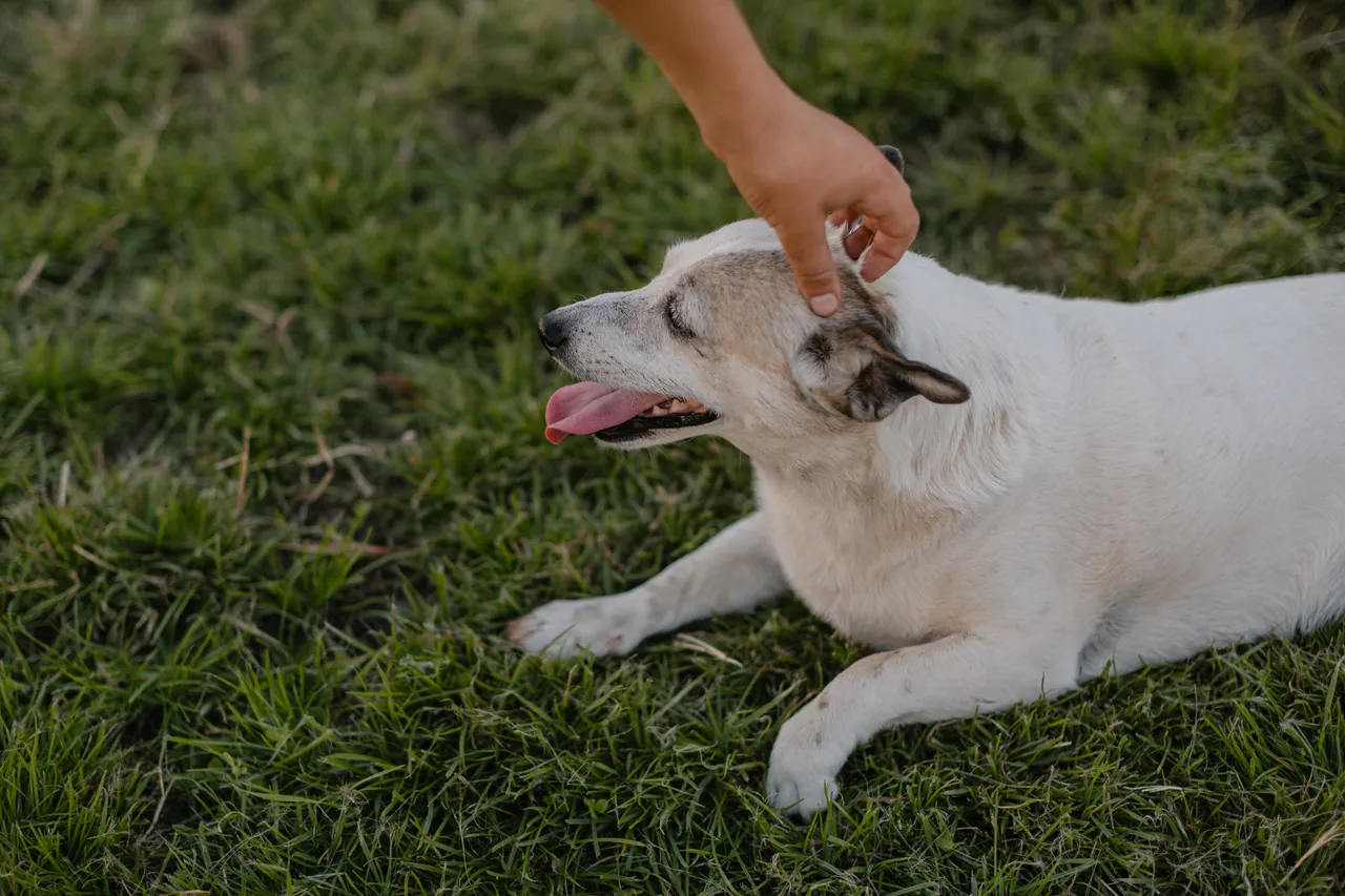 Farm Dog