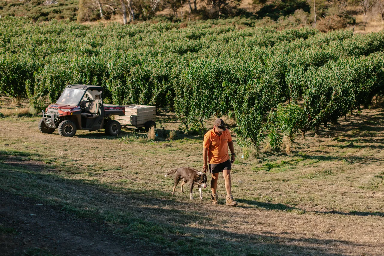 Cherry Farm