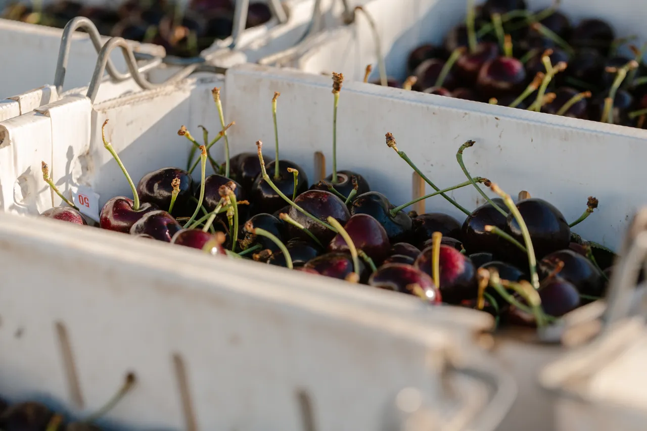 Cherries
