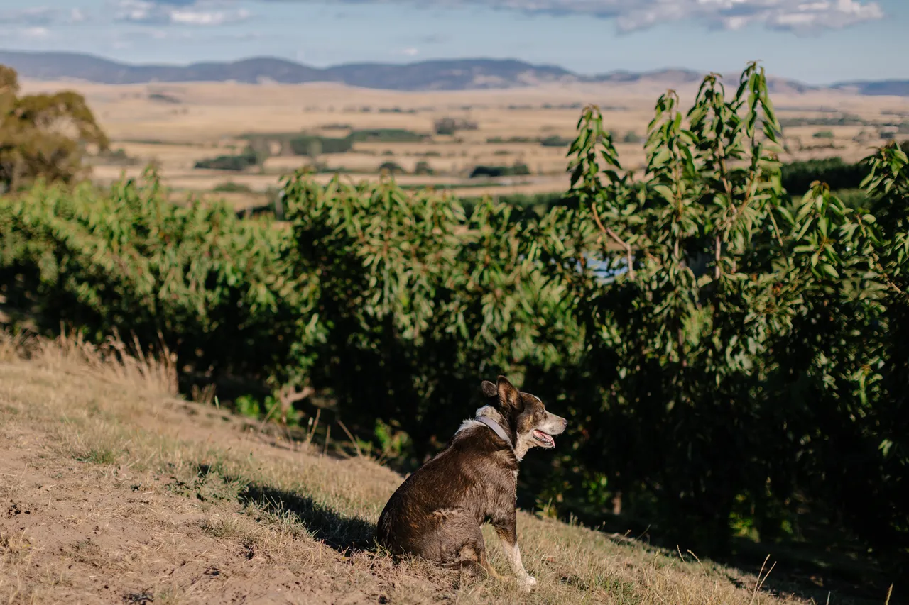 Farm Dog