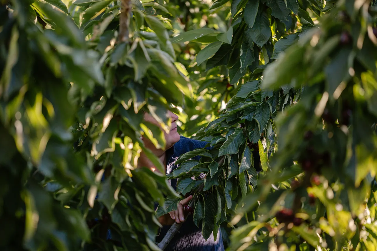 Cherry Picking