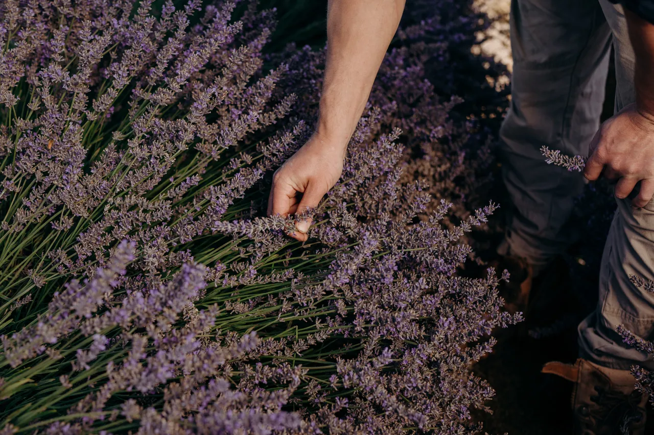 Lavender Farm