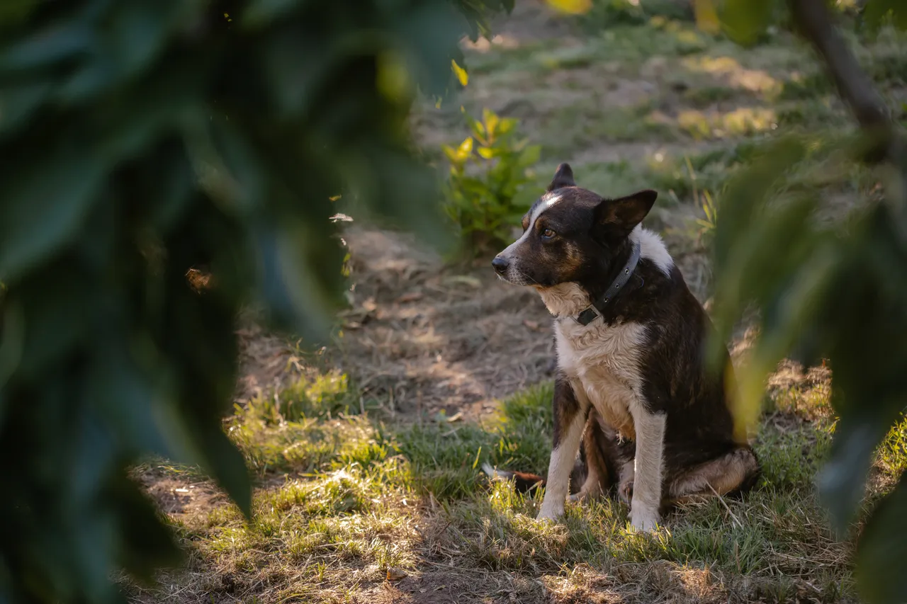Farm Dog