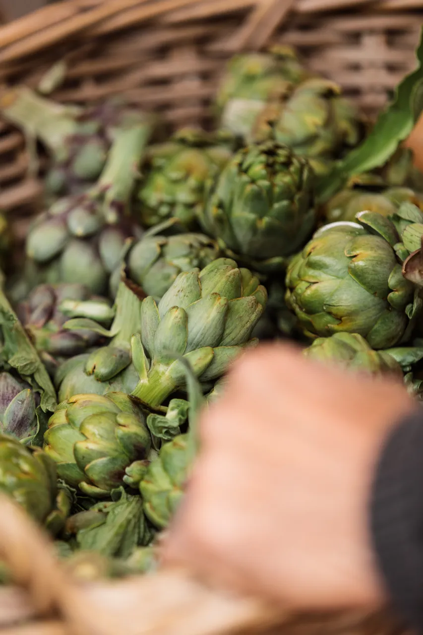 Artichokes
