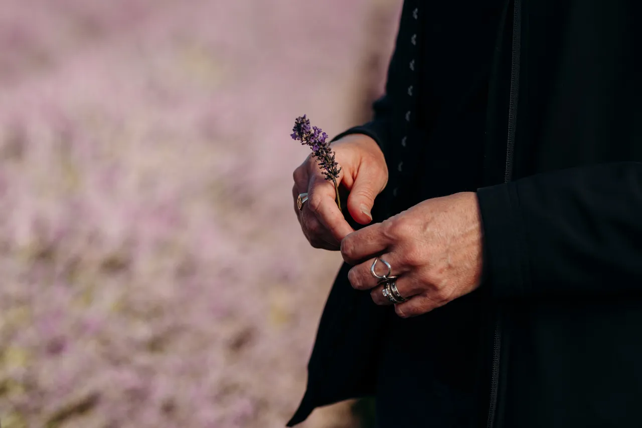 Lavender Farm