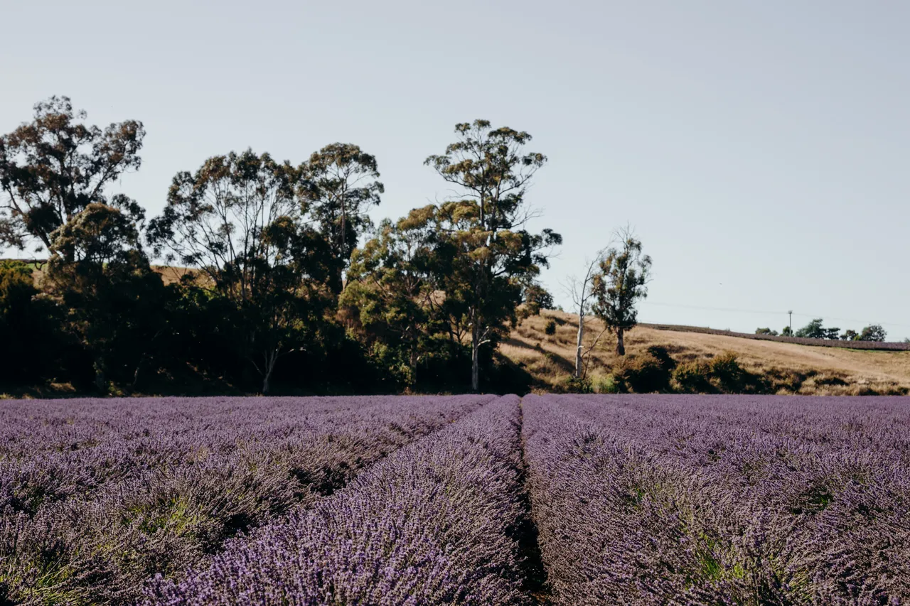 Lavender Farm