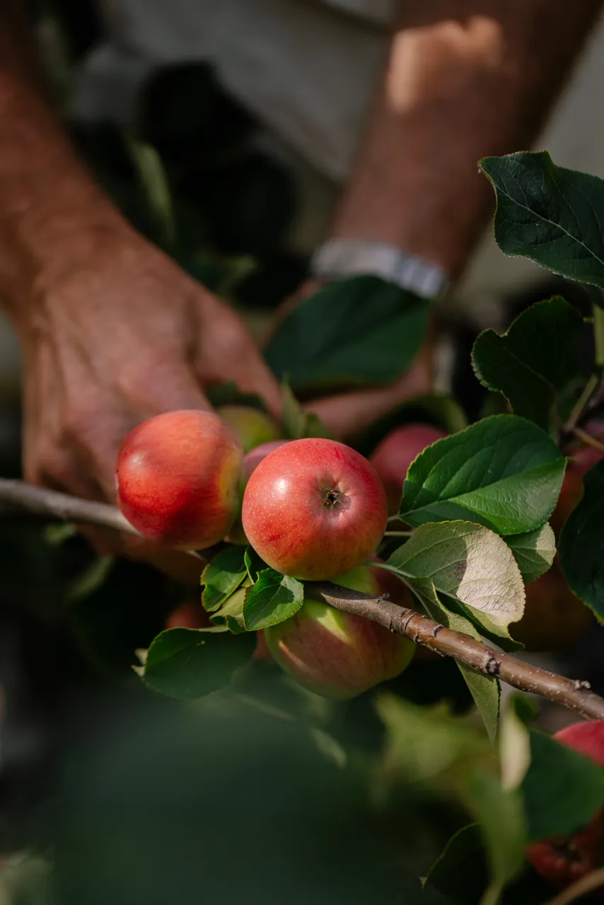 Cider Apple Picking
