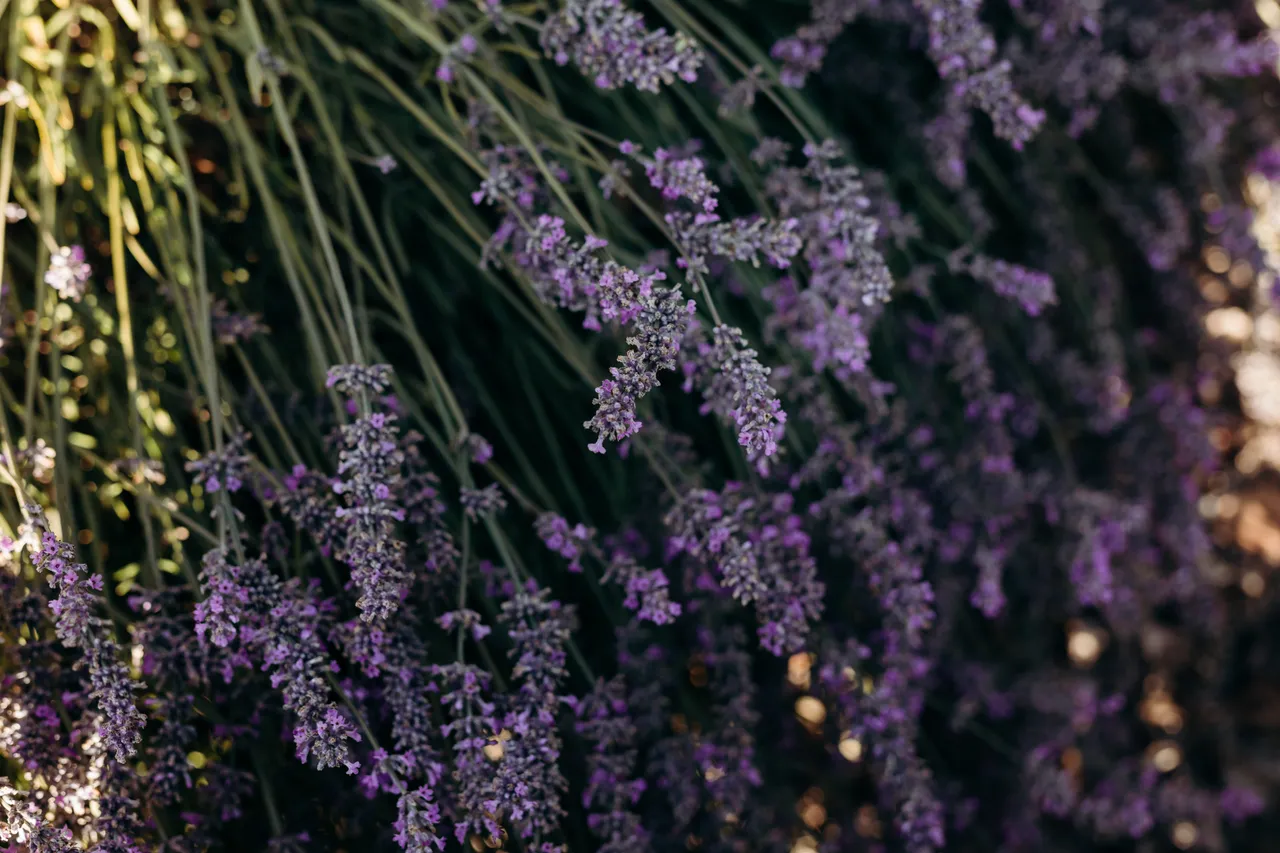 Lavender Farm