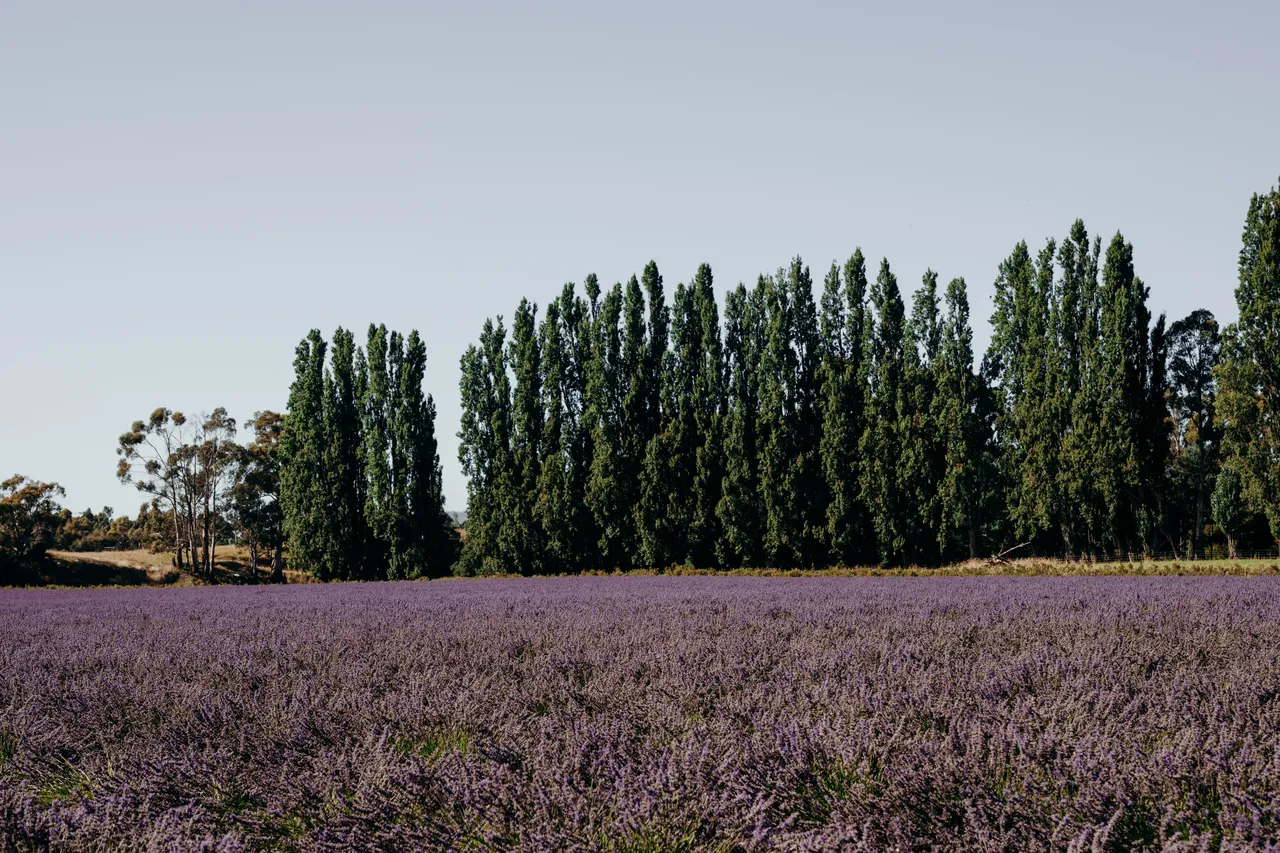 Lavender Farm