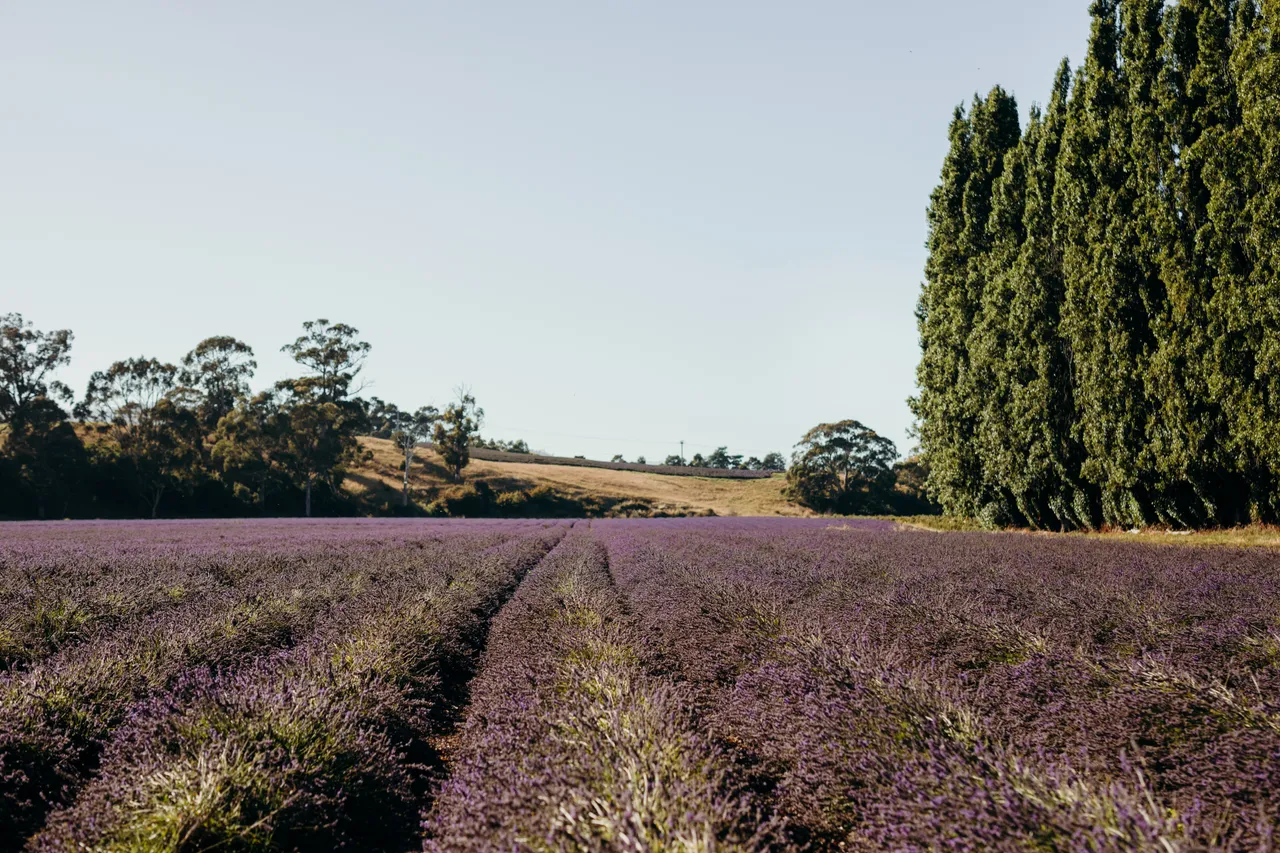 Lavender Farm