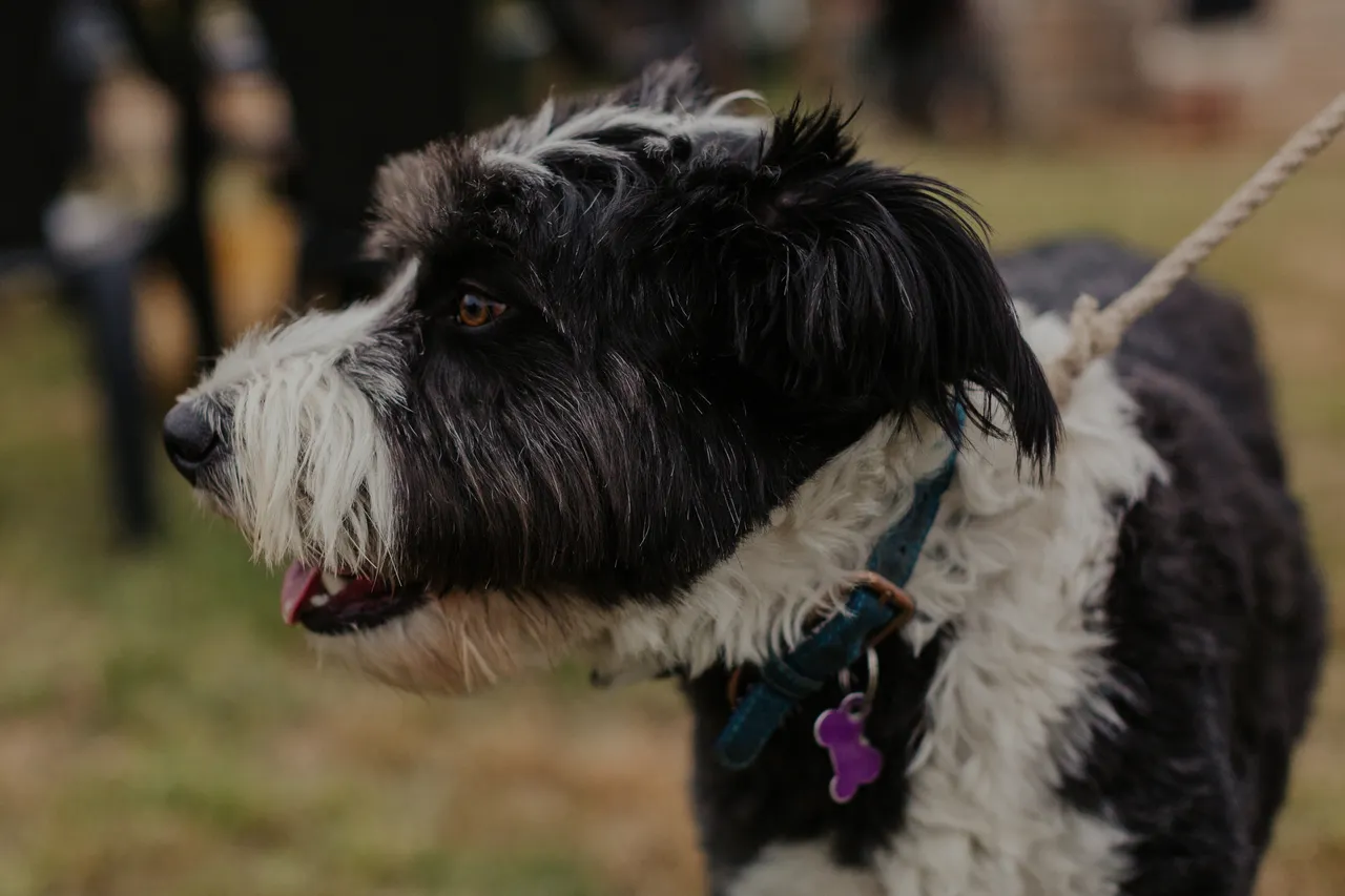 Distillery Dog