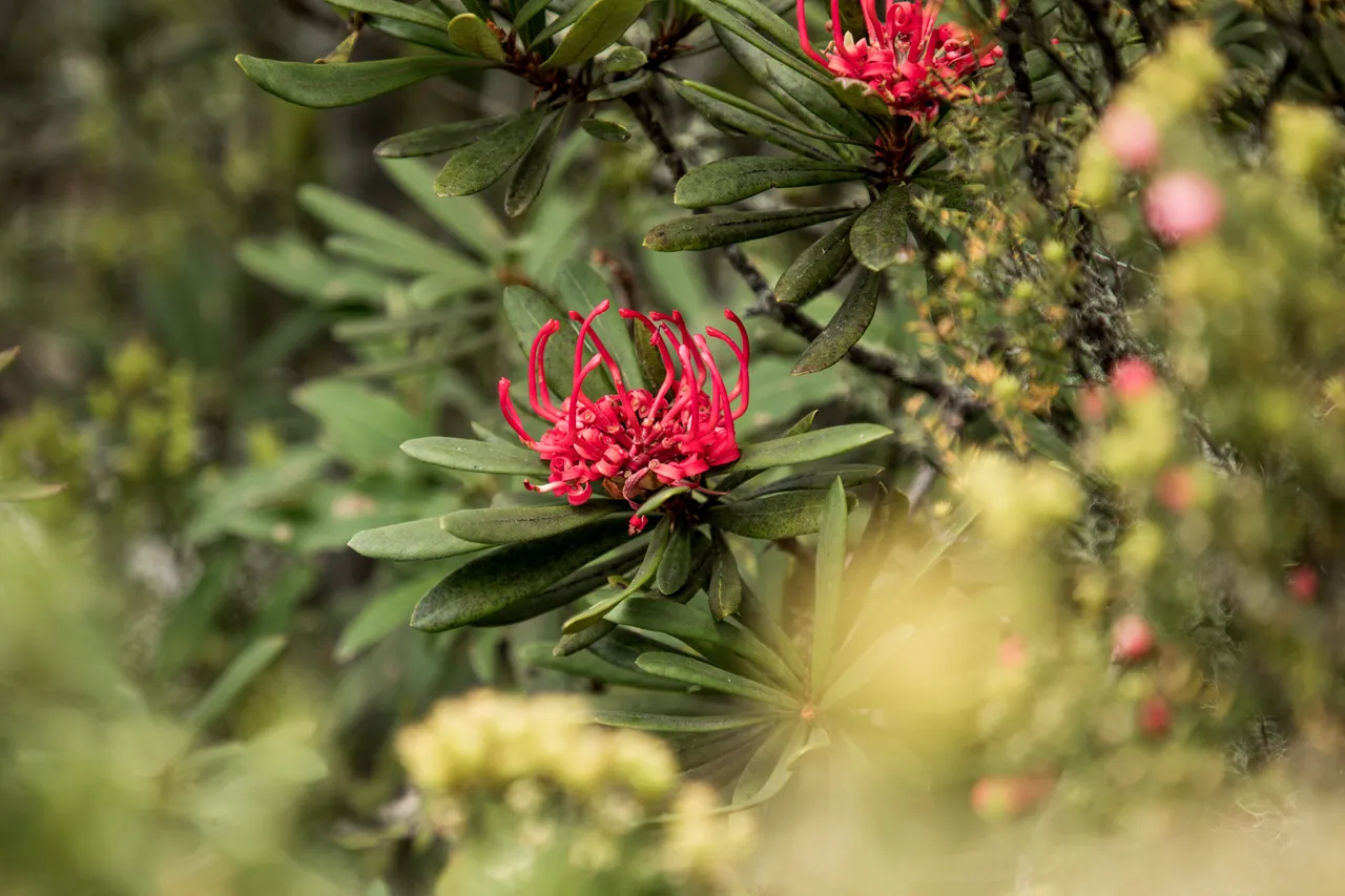 kunanyi Waratah