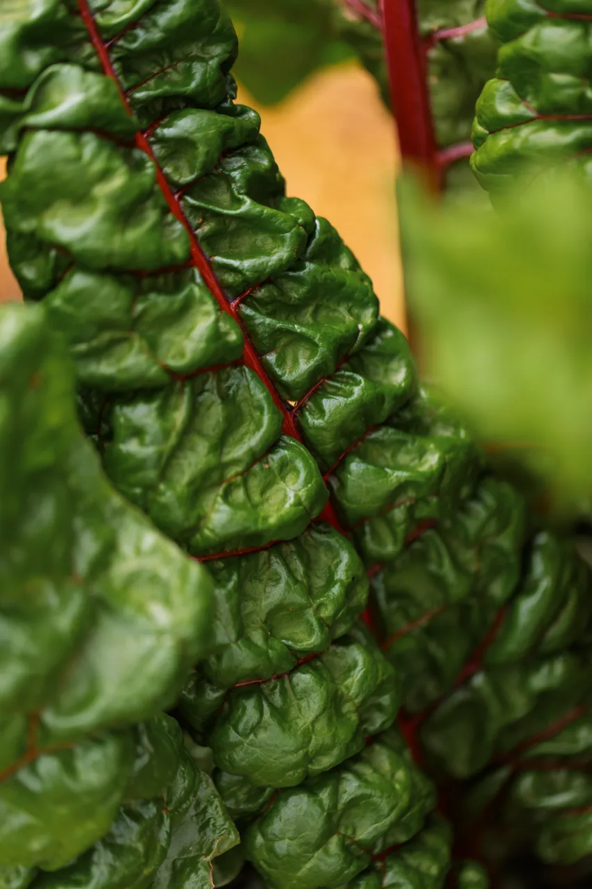 Silverbeet