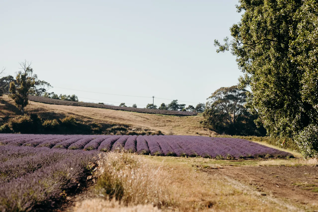Lavender Farm
