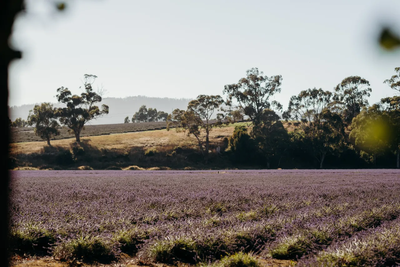 Lavender Farm