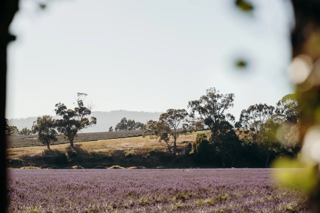 Lavender Farm