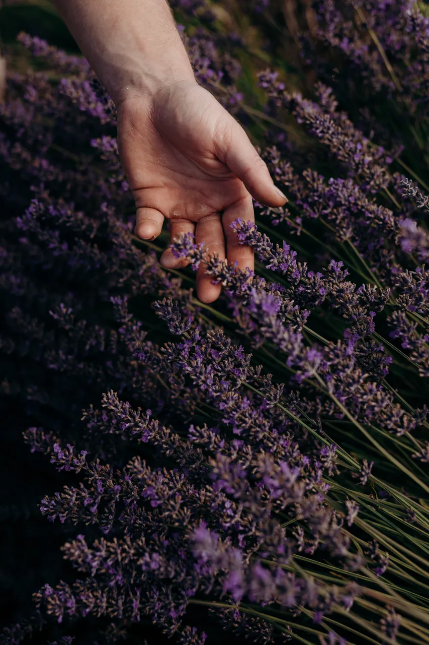 Lavender Farm