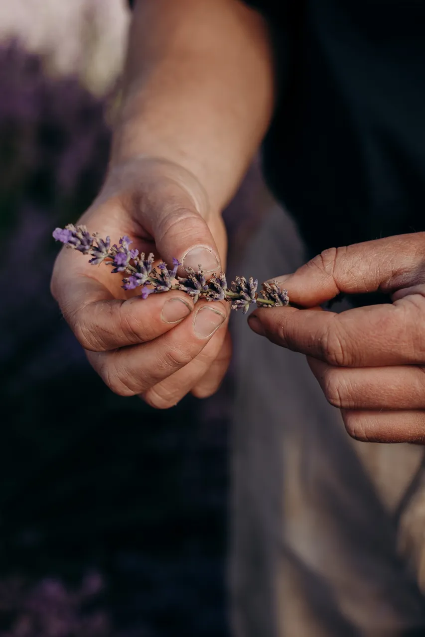 Lavender Farm