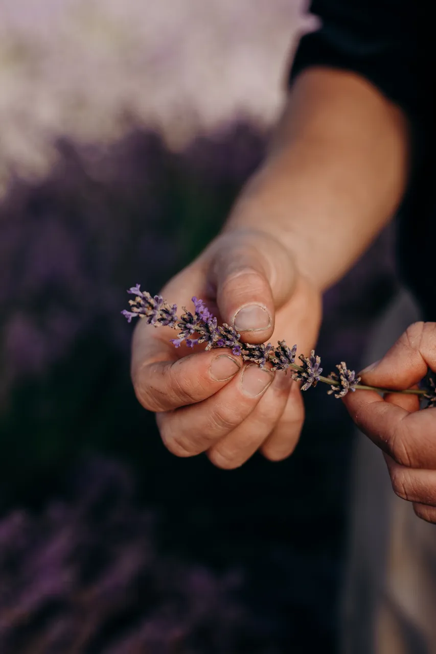 Lavender Farm
