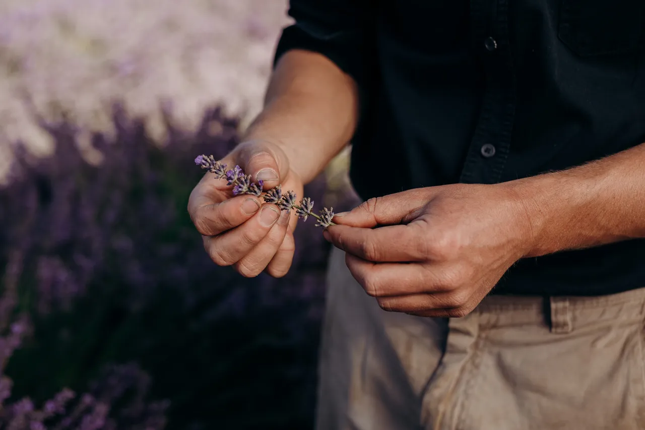 Lavender Farm