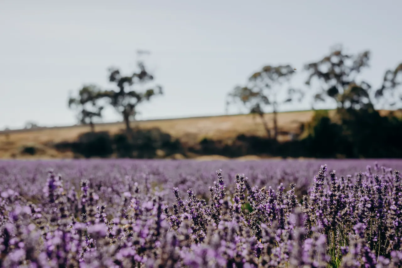 Lavender Farm