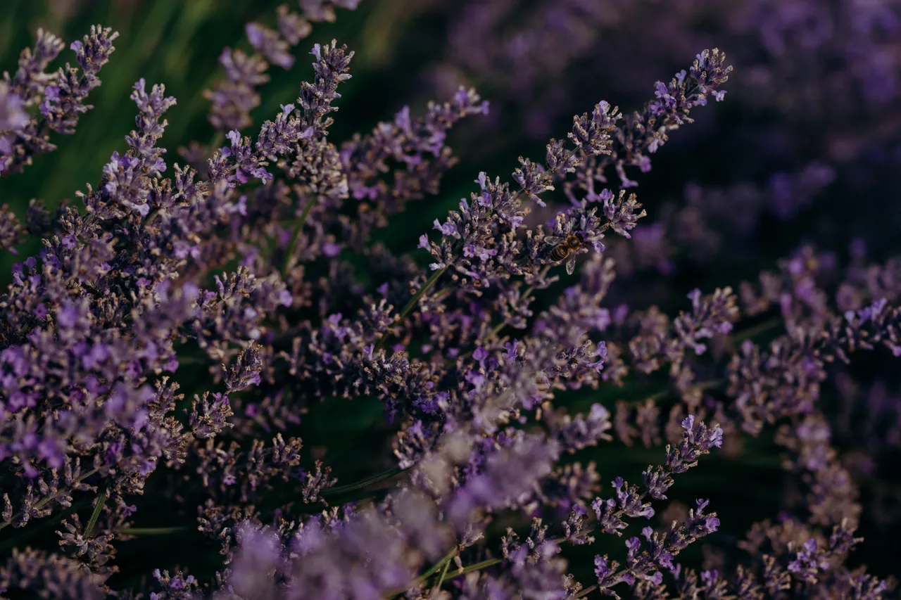 Lavender Farm