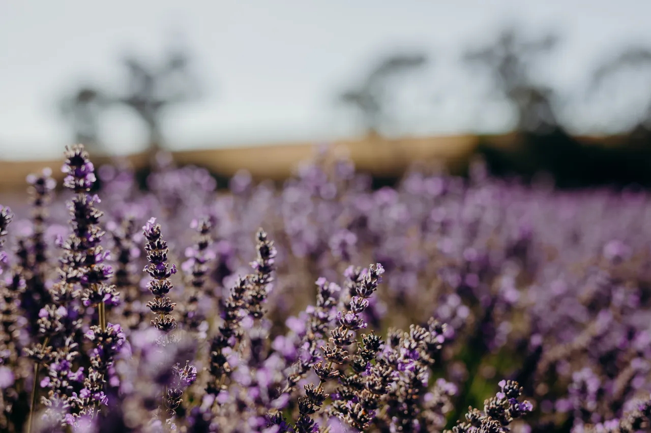 Lavender Farm