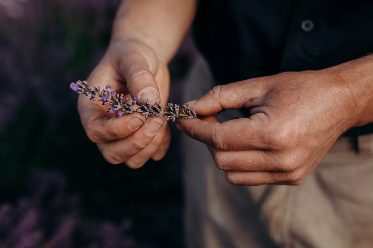 Lavender Farm