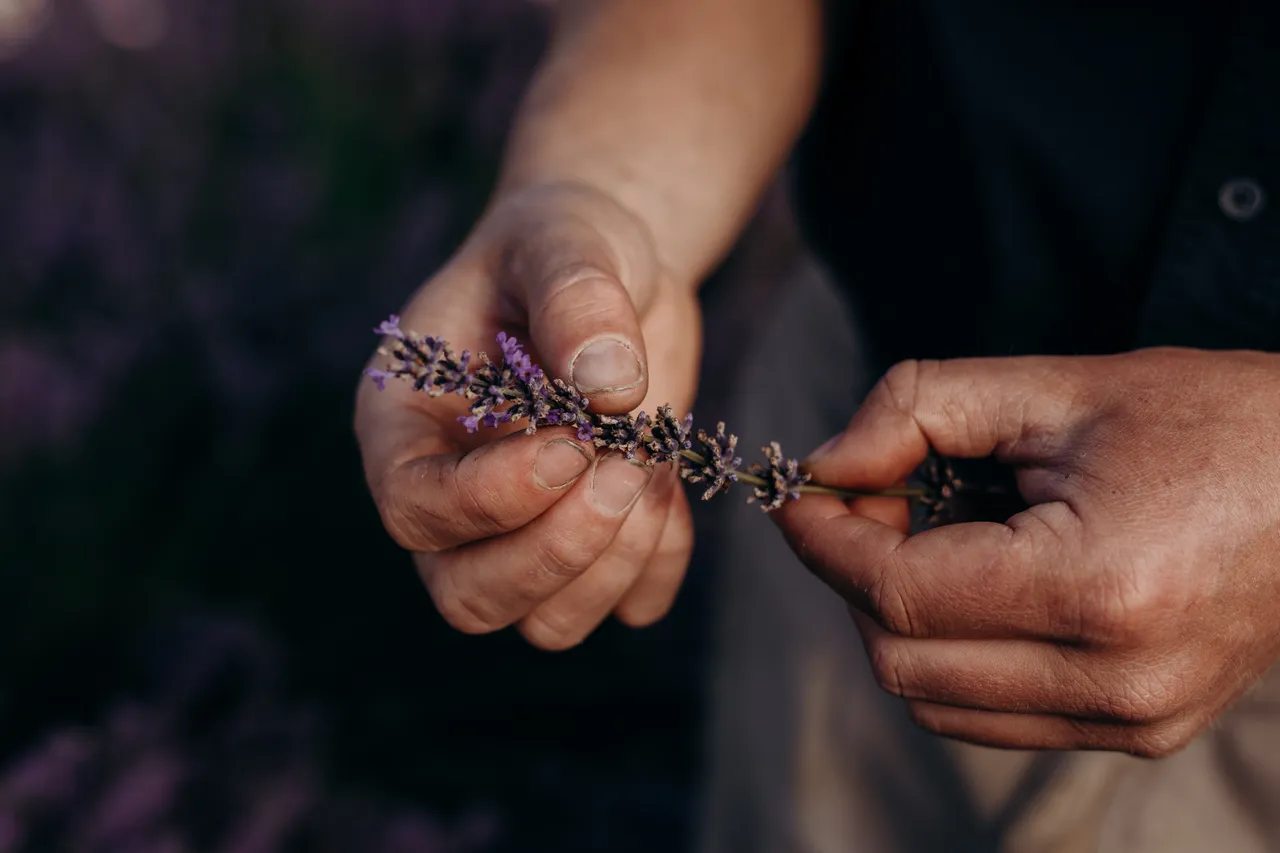 Lavender Farm
