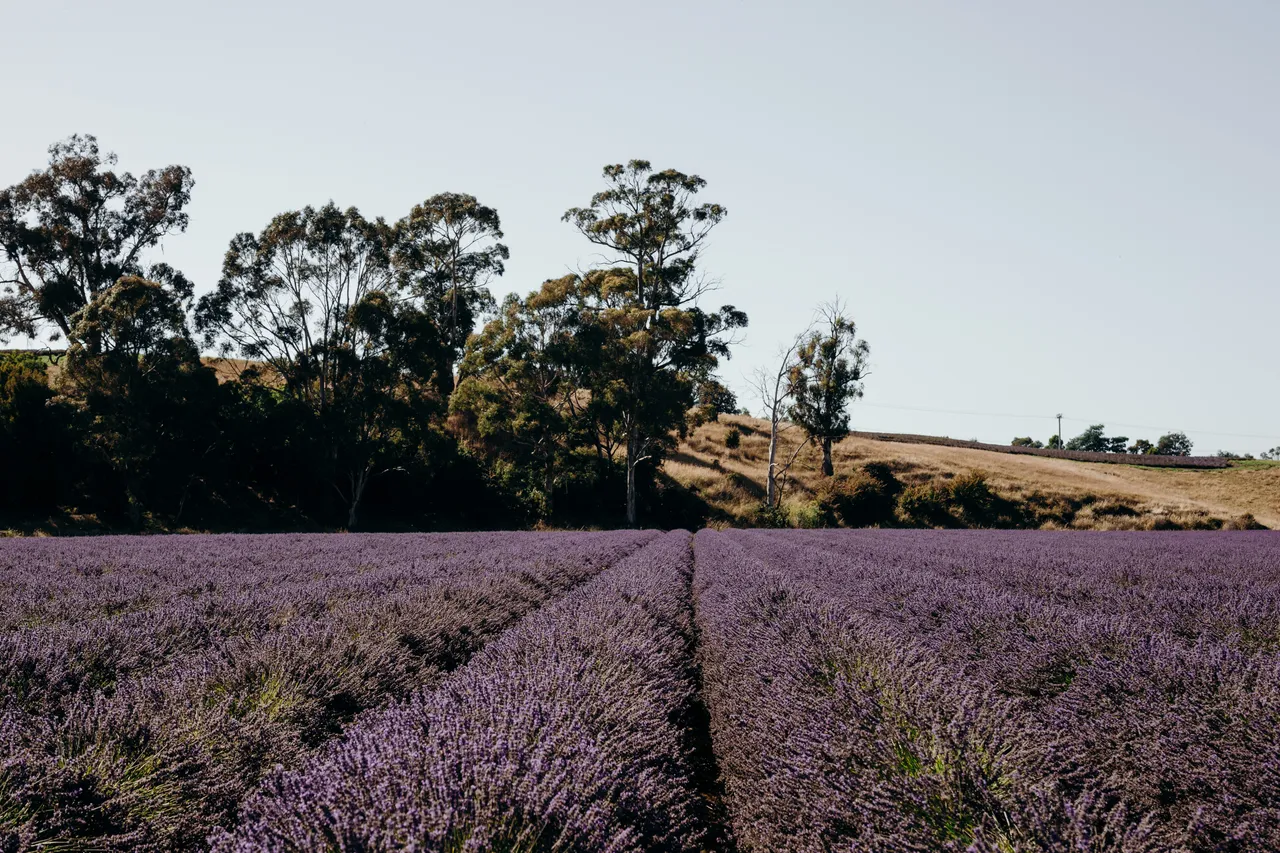 Lavender Farm