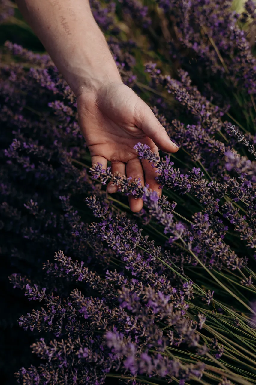 Lavender Farm