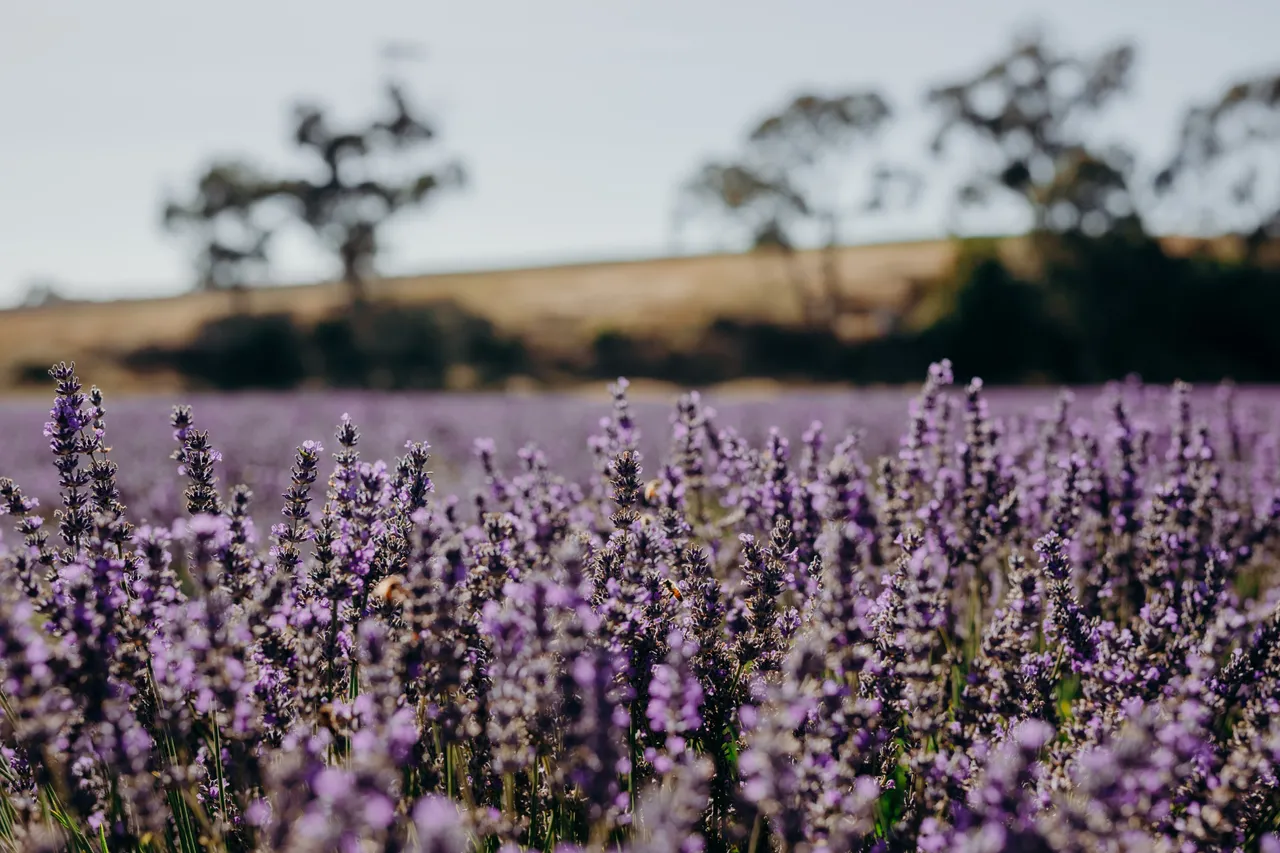 Lavender Farm