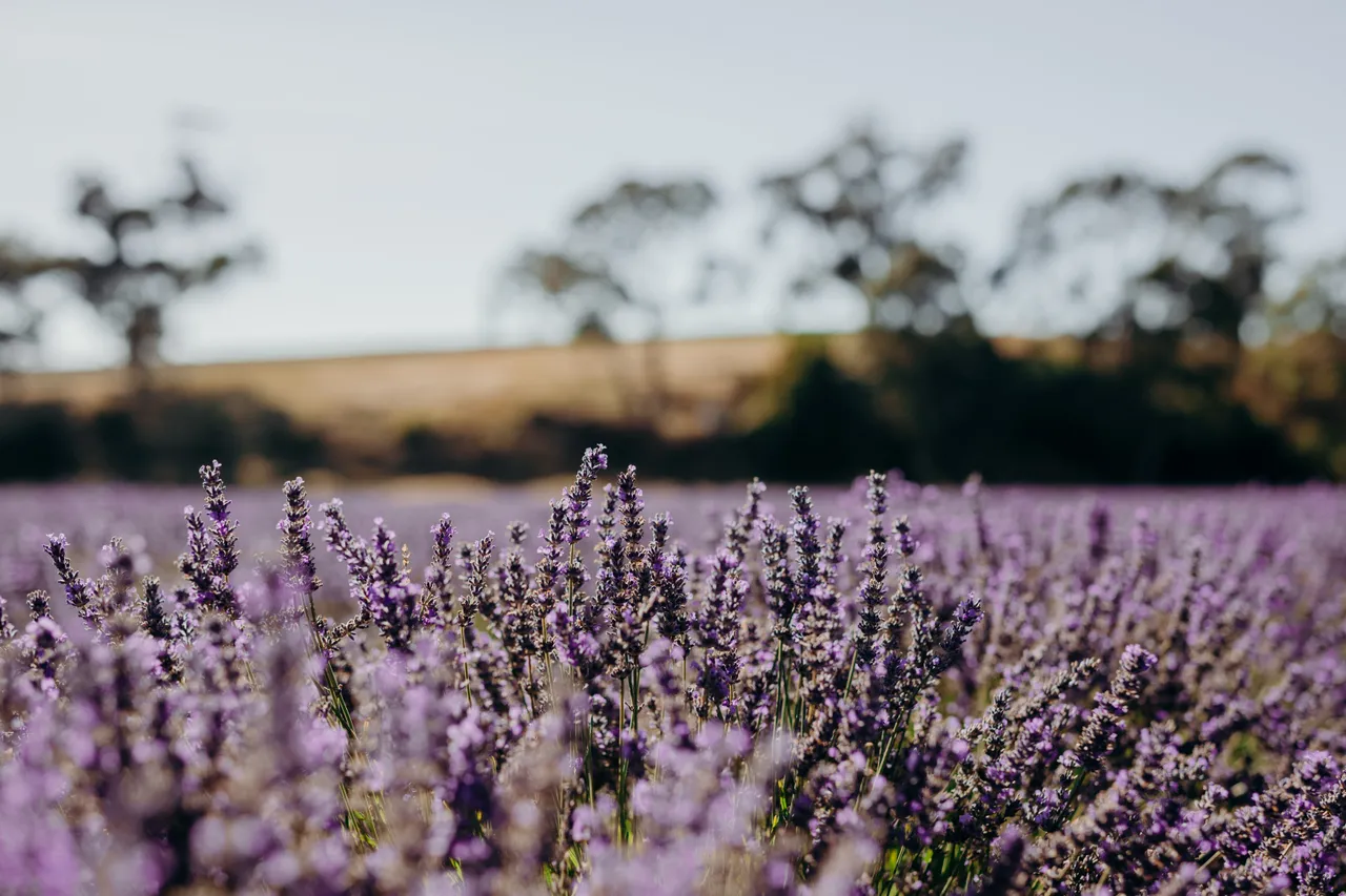 Lavender Farm